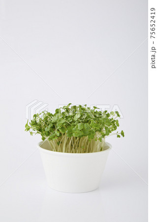 ブロッコリースプラウト ブロッコリースプラウト 75652419