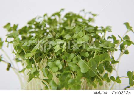 ブロッコリースプラウト ブロッコリースプラウト 75652428
