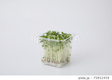 ブロッコリースプラウト 75652459