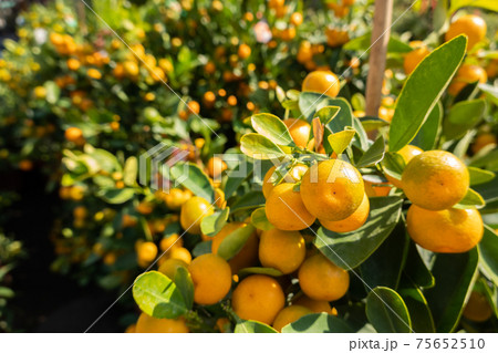 kumquat fruit tree kumquat fruit tree 75652510