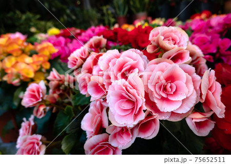 beautiful camellia flowers beautiful camellia flowers 75652511