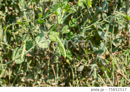 green pea farm 75652517