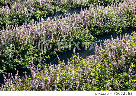 pink purple mesona flowers 75652562
