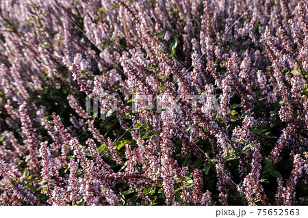 pink purple mesona flowers 75652563