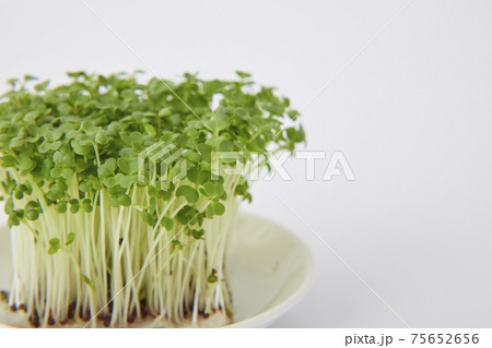 マスタード スプラウトの写真素材