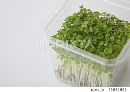 マスタード スプラウトの写真素材