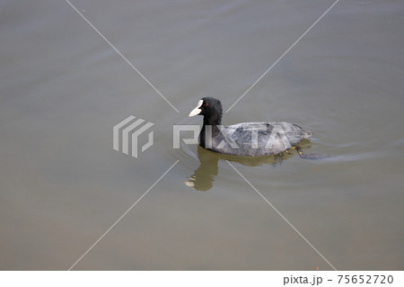 冬の川で泳ぐオオバン 75652720