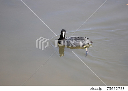 冬の川で泳ぐオオバン 75652723