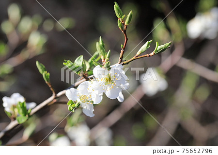 スモモの花 75652796