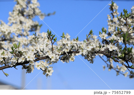 スモモの花 75652799