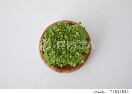 青じそ スプラウト 青じそ スプラウト 75652886