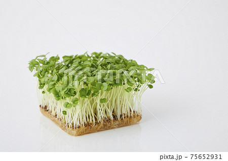 青じそ スプラウト 青じそ スプラウト 75652931