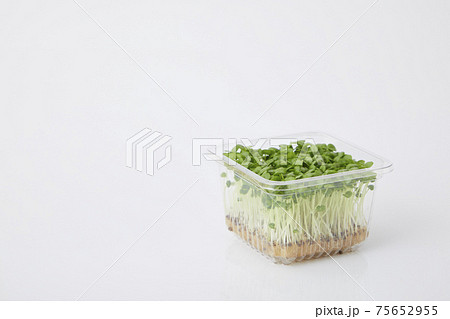 青じそ スプラウト 青じそ スプラウト 75652955