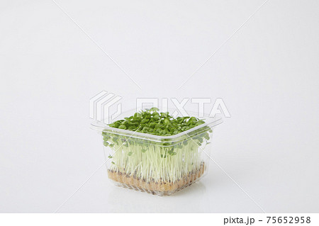 青じそ スプラウト 青じそ スプラウト 75652958