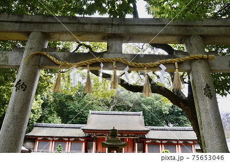 しめ縄　神社鳥居、境内用 神社、鳥居、境内用しめ縄 （神社鳥居、境内用 しめ縄 くいつい