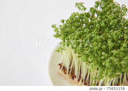 クレス スプラウト クレス スプラウト 75653158