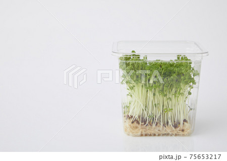 クレス　スプラウト 75653217