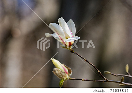 こぶし咲く季節の写真素材