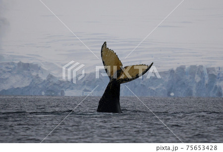南極海のザトウクジラ 75653428
