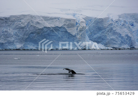 南極海のザトウクジラ 南極海のザトウクジラ 75653429
