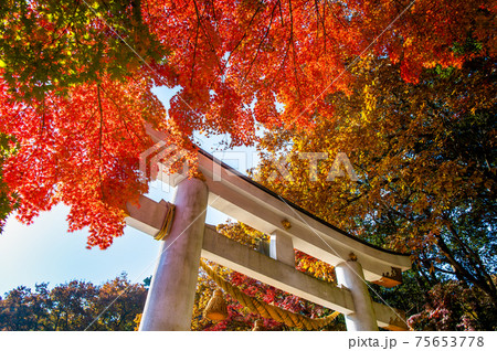 埼玉県長瀞町　紅葉の宝登山神社（二の鳥居） 75653778