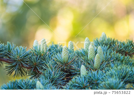 Fir branches with fresh green cones in the sunset light. Background of Christmas tree branches. Fir branches with fresh green cones in the sunset light. Background of Christmas tree branches. 75653822