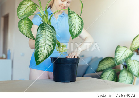 Hobbyist gardener repotting a large indoor tropical plant dieffenbachia Hobbyist gardener repotting a large indoor tropical plant dieffenbachia 75654072