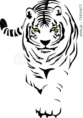 White Tiger Walking Leisurely Stock Illustration