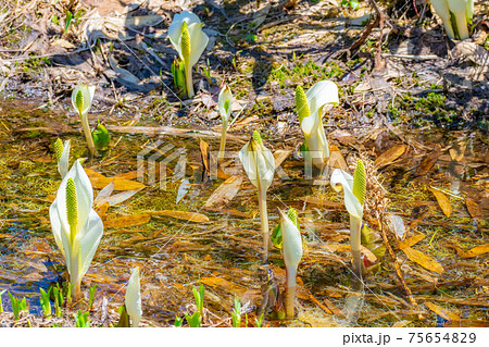 初夏の栂池自然園の水芭蕉　【長野県】 75654829