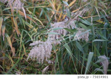 ススキの種を食べるスズメの写真素材