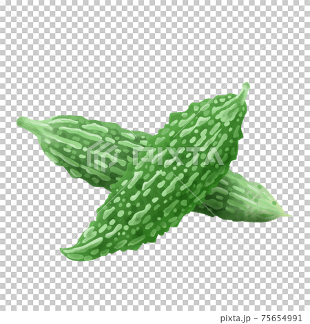 Two bitter gourds with a watercolor touch 75654991