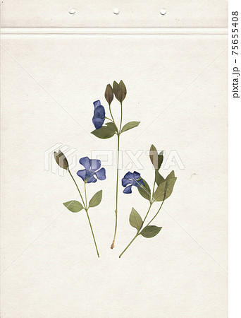 Pressed and dried herbs. Scanned image. Vintage herbarium background on old paper. Vertical composition of the grass with blue flowers on a cardboard. 75655408