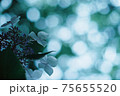 キラキラした紫陽花 75655520