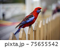 鳥 野生動物 野獣 75655542