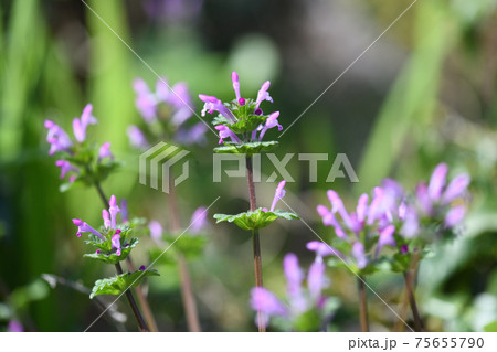 ホトケノザ 仏の座 の花の写真素材