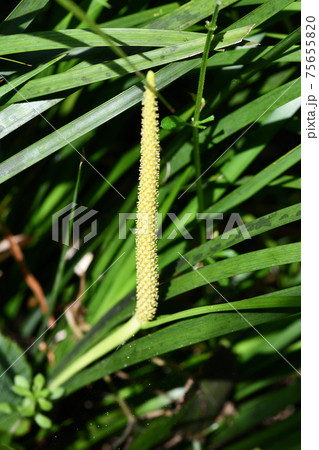 セキショウ（石菖）の花 75655820