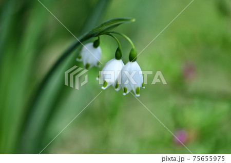 スズランスイセン(鈴蘭水仙)の花 スズランスイセン(鈴蘭水仙)の花 75655975