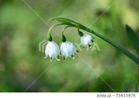 スズランスイセン(鈴蘭水仙)の花 スズランスイセン(鈴蘭水仙)の花 75655976