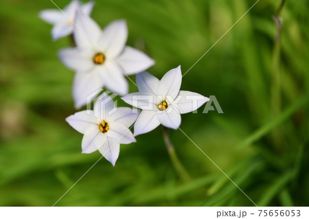 ハナニラ 花韮 の写真素材