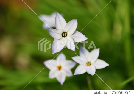 ハナニラ(花韮) ハナニラ(花韮) 75656054