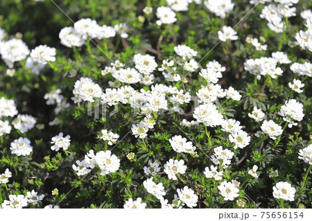 可憐な花 常盤屈曲花 ときわまがりばな 別名 コモンキャンディタフトの写真素材