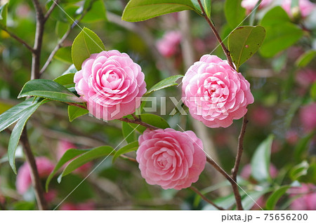 ピンクの可憐な花びら 「乙女椿」 ピンクの可憐な花びら 「乙女椿」 75656200