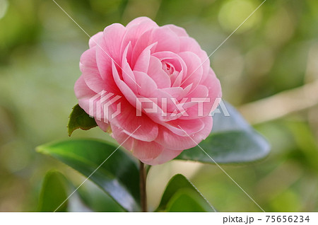 ピンクの可憐な花びら 「乙女椿」 ピンクの可憐な花びら 「乙女椿」 75656234