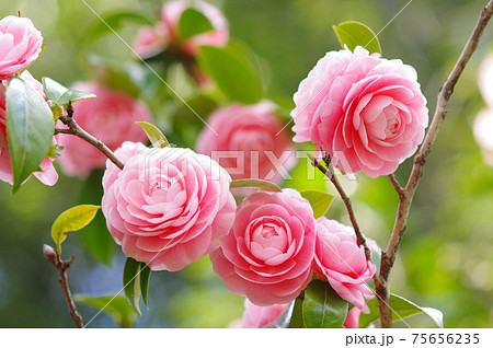 ピンクの可憐な花びら 「乙女椿」 ピンクの可憐な花びら 「乙女椿」 75656235