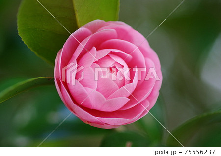 ピンクの可憐な花びら　「乙女椿」 75656237