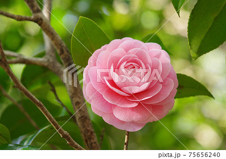 ピンクの可憐な花びら 「乙女椿」 ピンクの可憐な花びら 「乙女椿」 75656240
