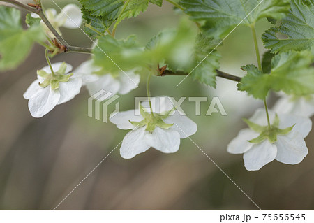 モミジイチゴ 花 75656545