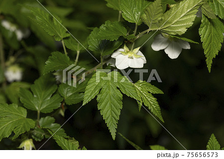 モミジイチゴ 葉 75656573