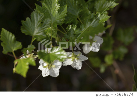 モミジイチゴ 花 75656574