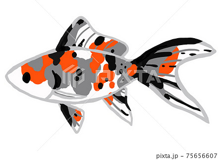 Shubunkin金魚的插圖 插圖素材 圖庫